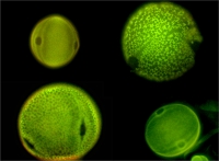 Cistaceae pollen ( the big ones are Fumana spp. and the small ones are Helianthemum spp.)