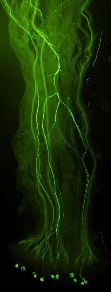 Fumana baetica style