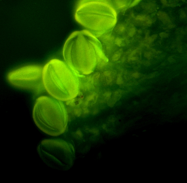 T. polium germinated grains