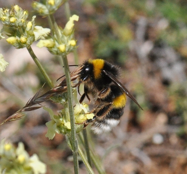 Bombus terrestris in Sideritis incana