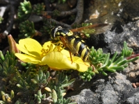 Chrysotoxum sp in Fumana baetica