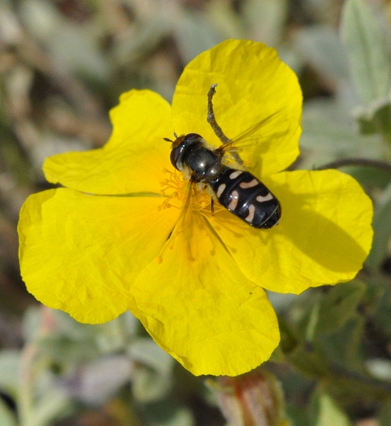 Scavea sp in Helianthemum croceum