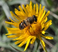 Eristalis tenax