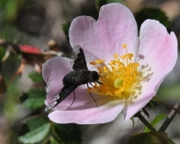 Hemipenthes sp in Rosa sp