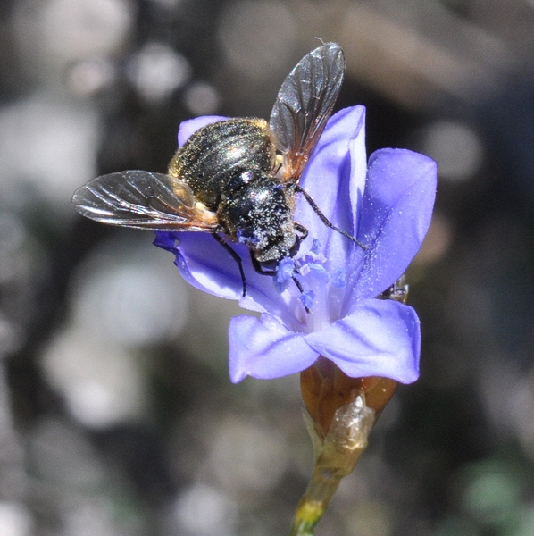 Usia aenea in Aphyllanthes monspelliensis