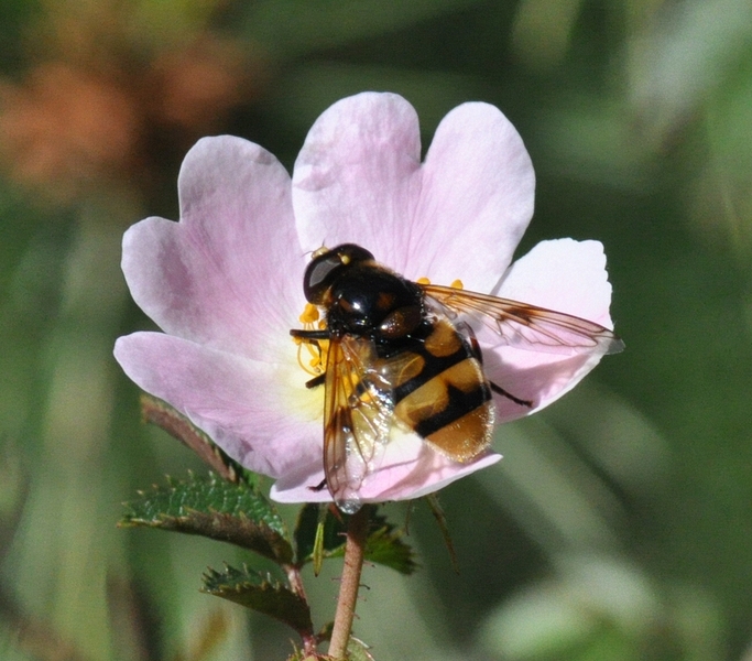 Volucella elegans in Rosa sp