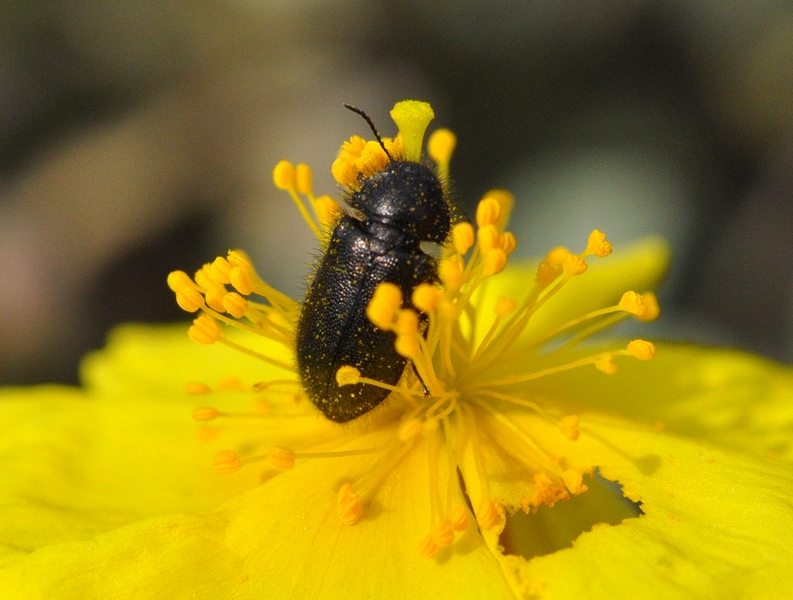 Aplocnemus sp in Helianthemum cinereum