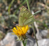 Colias crocea in Asteraceae