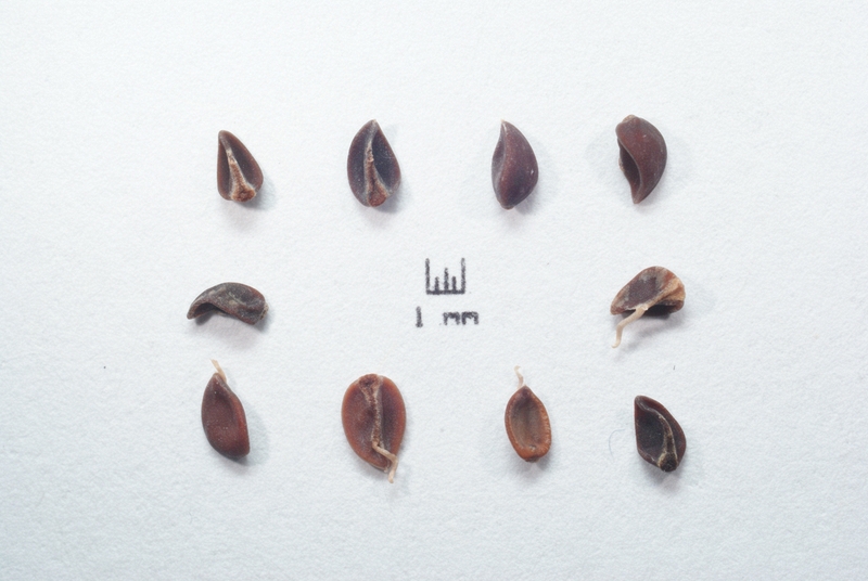 Fumana paradoxa seeds