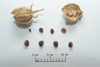 Helianthemum croceum fruits and seeds