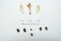 Teucrium polium fruits and seeds