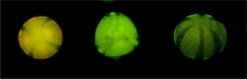 Sideritis incana (left), Teocrium polium (midle) and Thymus orospedanus (right)