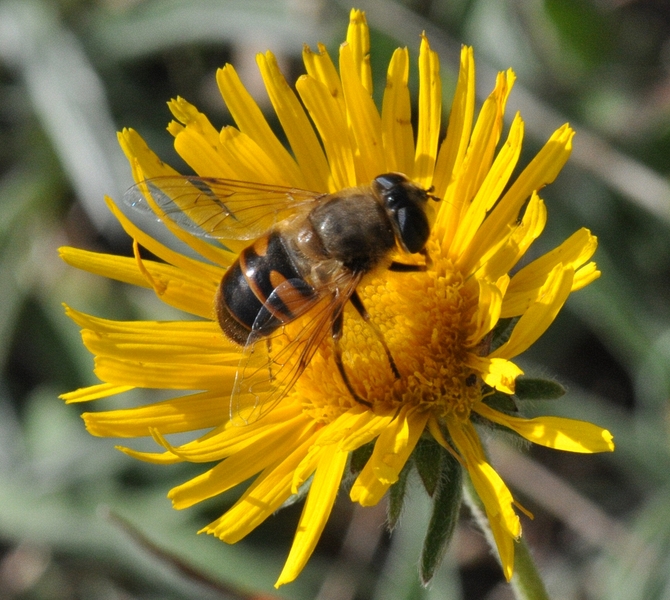 Eristalis tenax