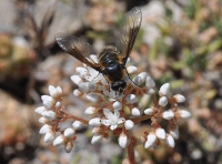 Lomatia lateralis in Sedum album