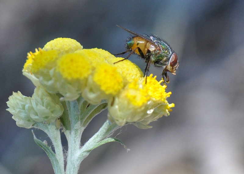 Rhynchomyia  sp in Helichrysum italicum