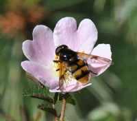 Volucella elegans in Rosa sp