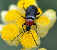 Heliotaurus sp in Helichrysum italicum