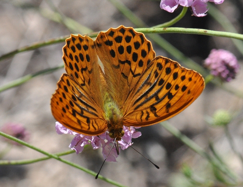 Argynnis paphia in Scabiosa andryalifolia