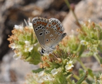 Aricia cramera in Teucrium polium